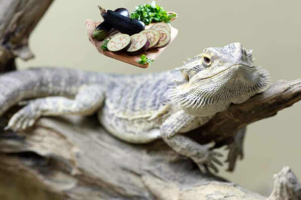 Can bearded dragons eat eggplant
