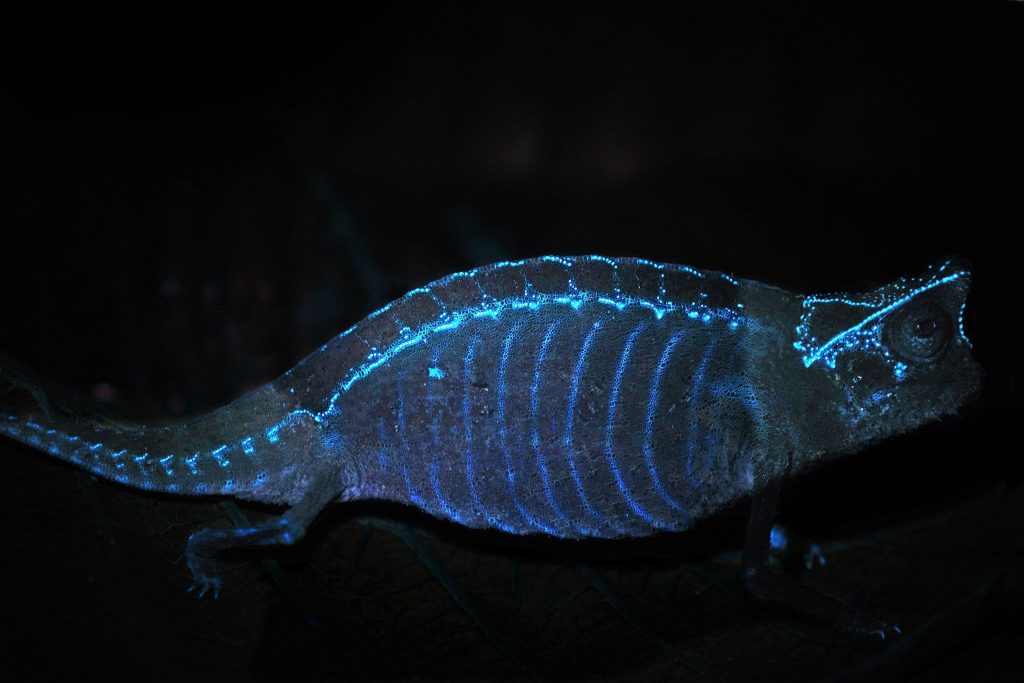 03 glowing chameleon Fig 2 Fluorescent Brookesia superciliaris by David Proetzel
