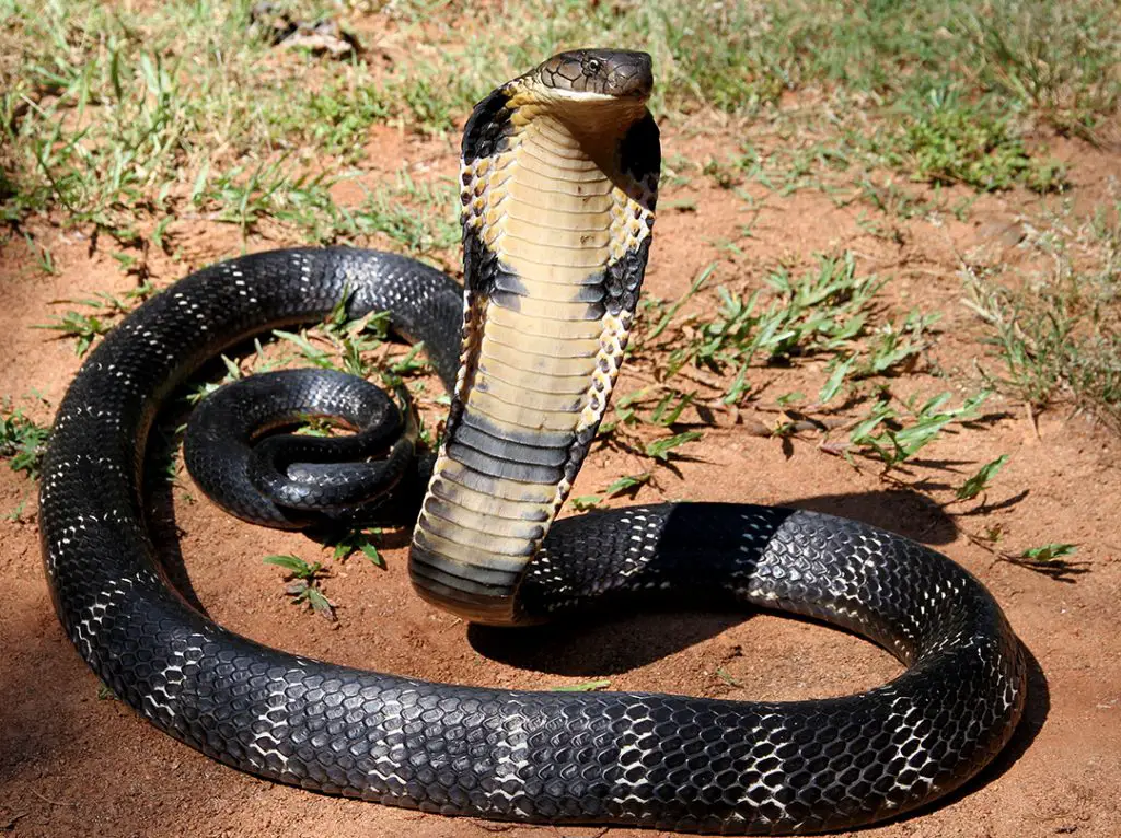 12 The Mystical King Cobra and Coffee Forests