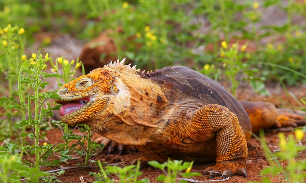 20 Things Iguanas Like to Eat Most Feeding Tips
