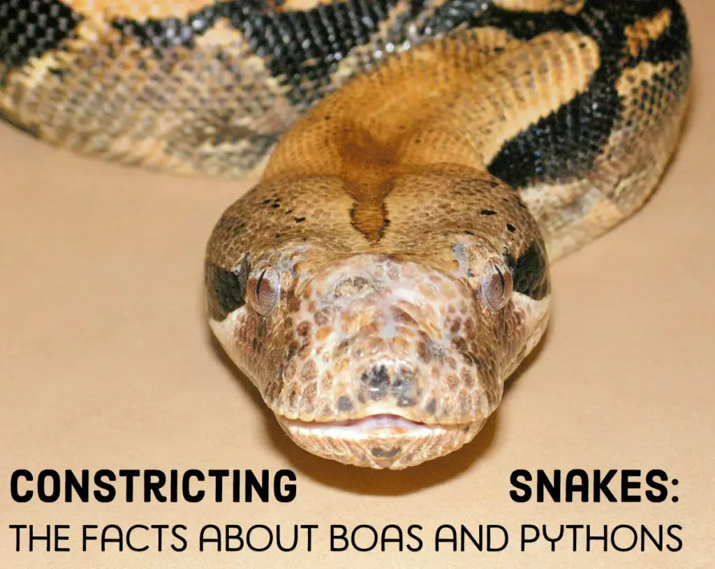 20 types of boas and pythons