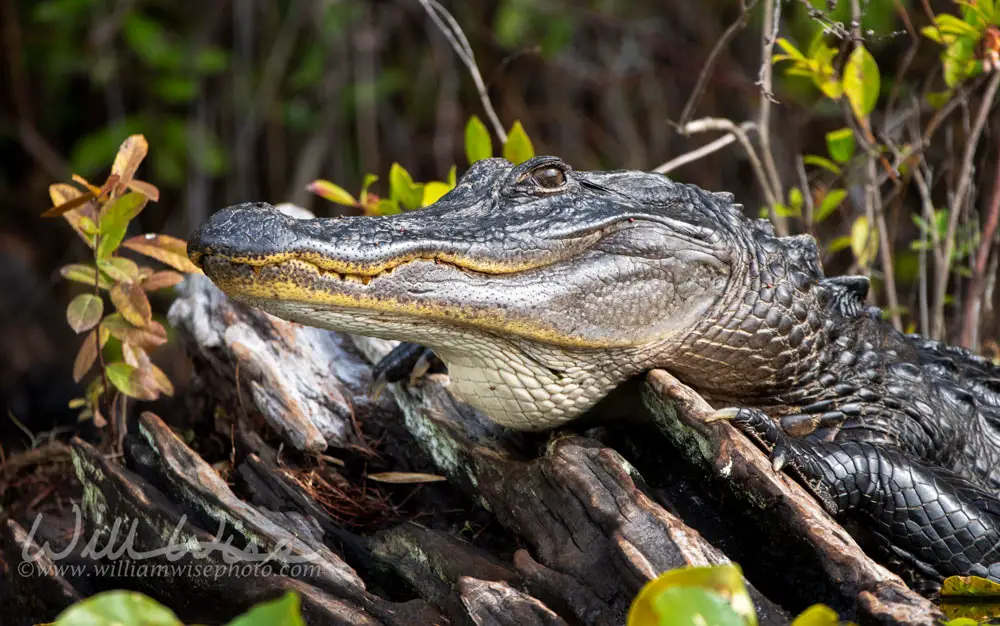 20200311 017 large alligator portrait showing teeth scales okefenokee swamp williamwisephoto orig