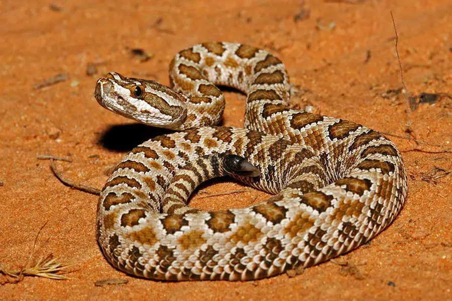 2022 04 05 great basin rattlesnake