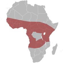 220px Map Africa snakes Naja nigricollis.svg