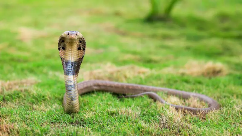 221026023348 03 cobra survival 1026 monocled cobra in india