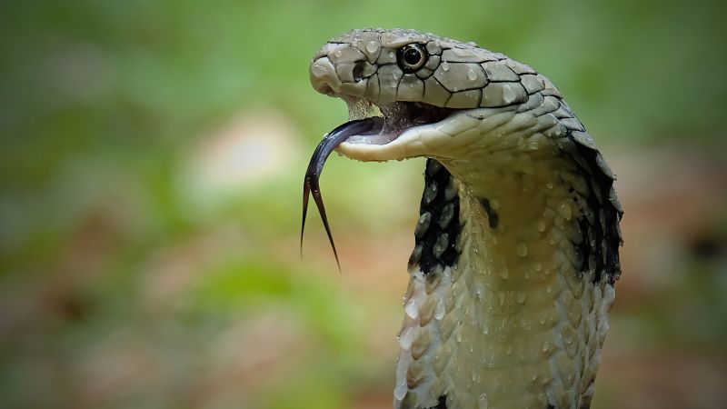 221026023355 06 cobra survival 1026 king cobra in indonesia
