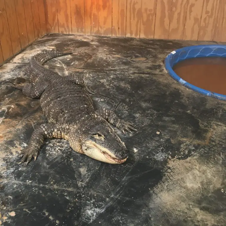 Can Alligators Be Pets?