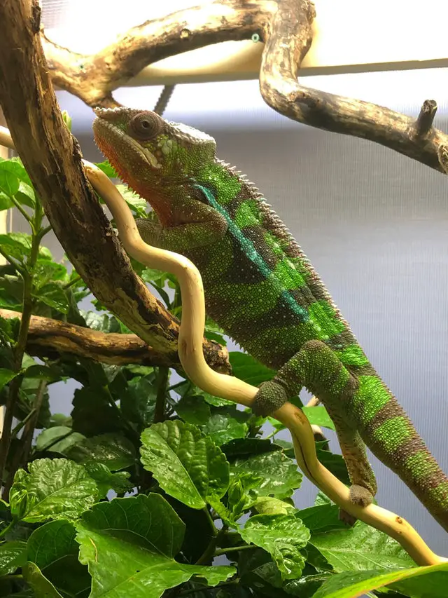 Can Chameleons Eat Pinky Mice?