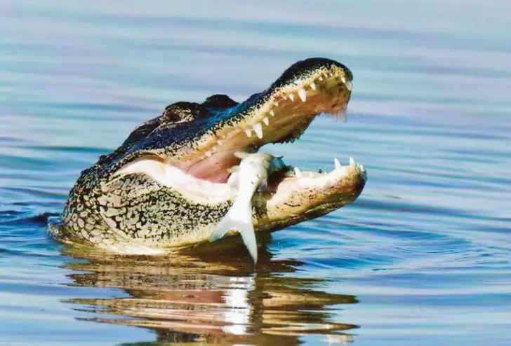 49 Gator with fish in its mouth 728x494 1