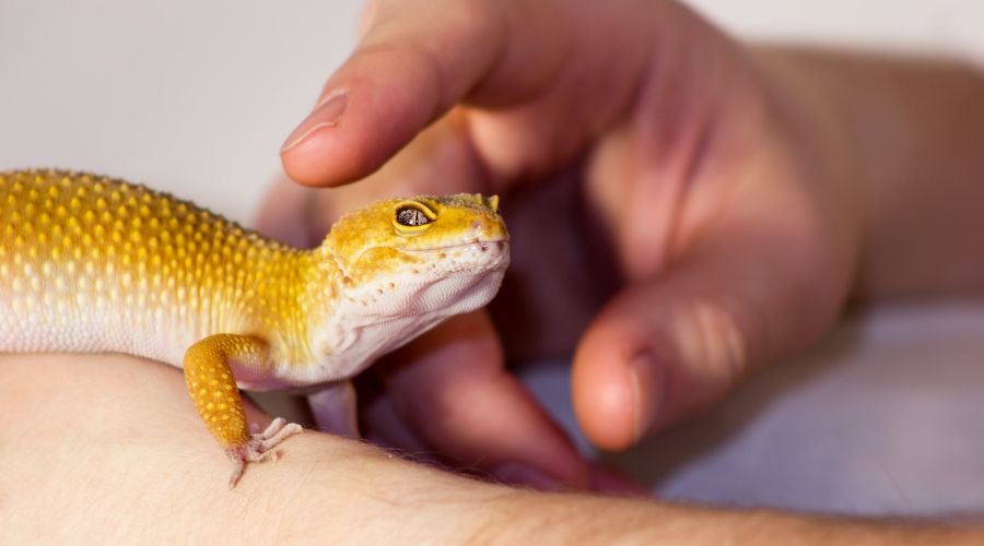 5 Proven Tips for Bonding with Your Leopard Gecko 2