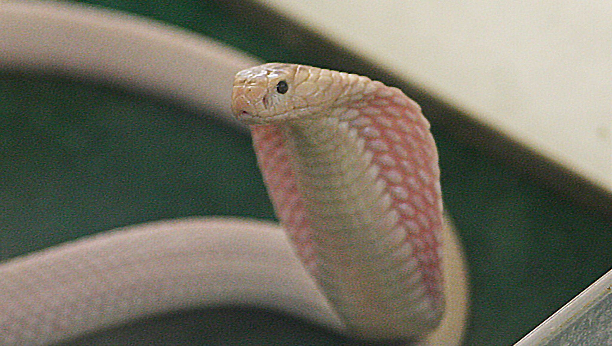 How Rare Is A Leucistic King Cobra?