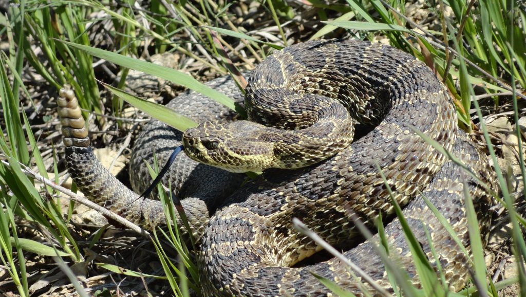 636356698055067398 Prairie Rattlesnake by Amy Crouch
