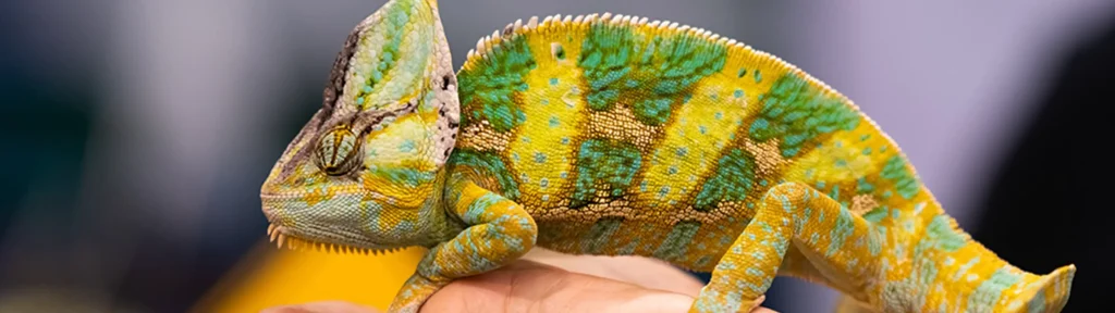 7 signs your chameleon is sick header image