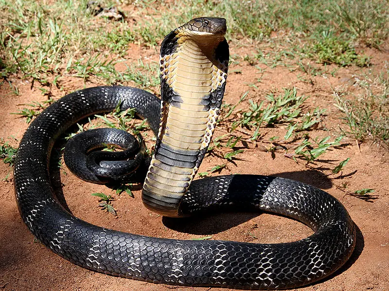 800px 12 The Mystical King Cobra and Coffee Forests