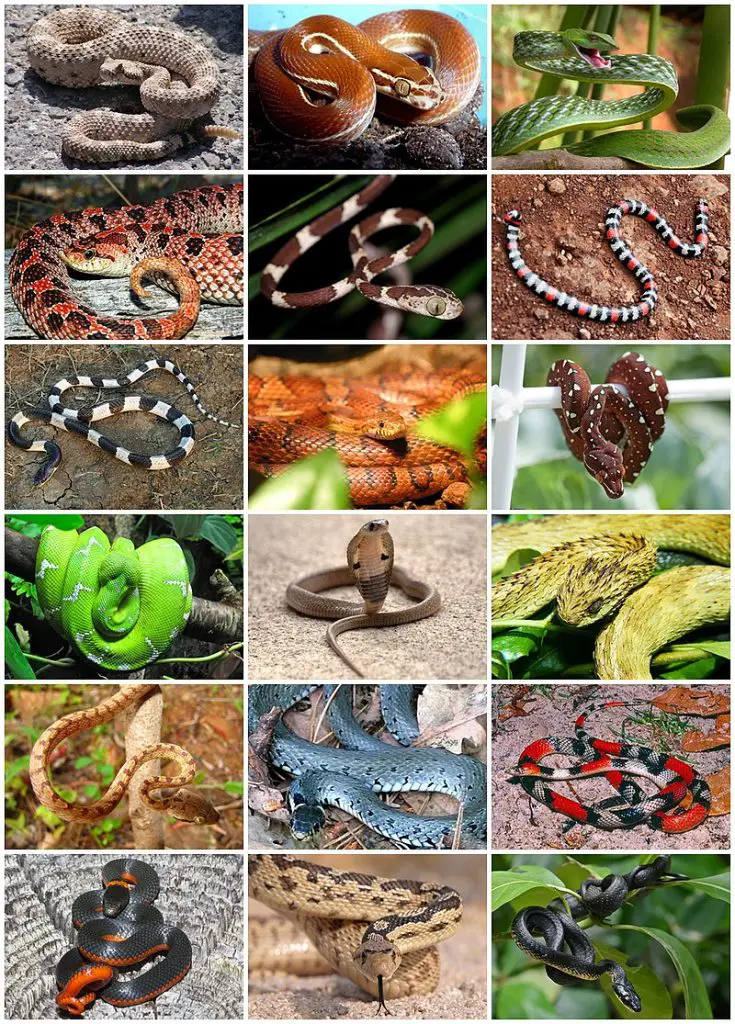 800px Snakes Diversity