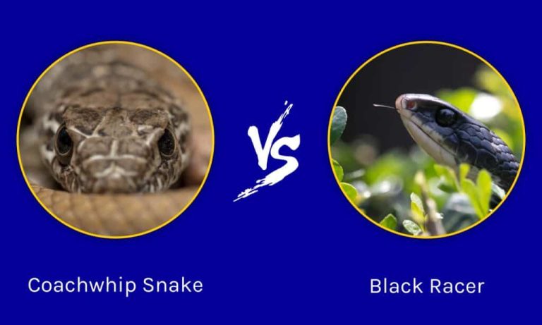 Coachwhip Snake Vs Black Racer: What’s The Difference In 2023?