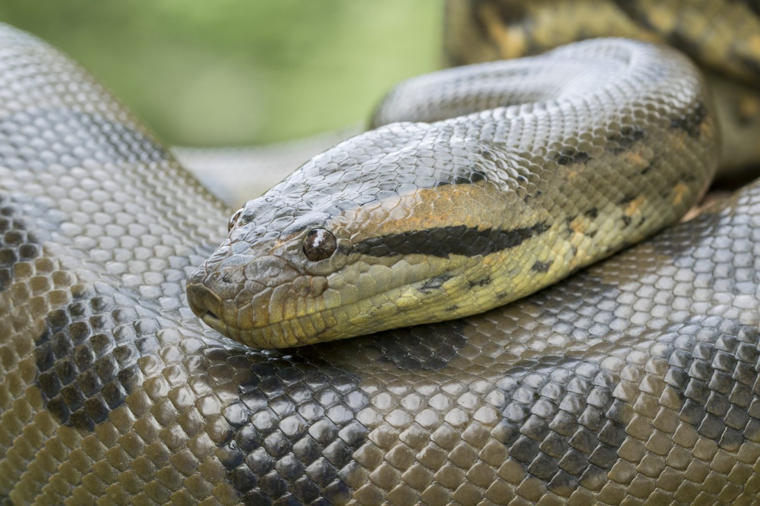 Are Anacondas Boas?