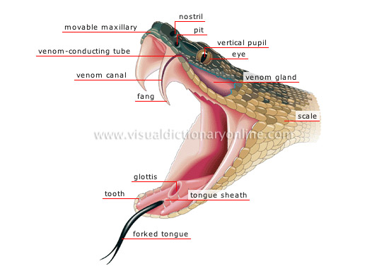 A67uPVwNTWW0BsCHTATa morphology venomous snake head