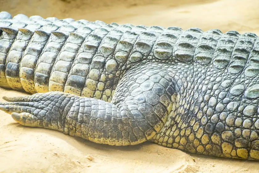 Alligator Skin and Scales Close Up View.jpg