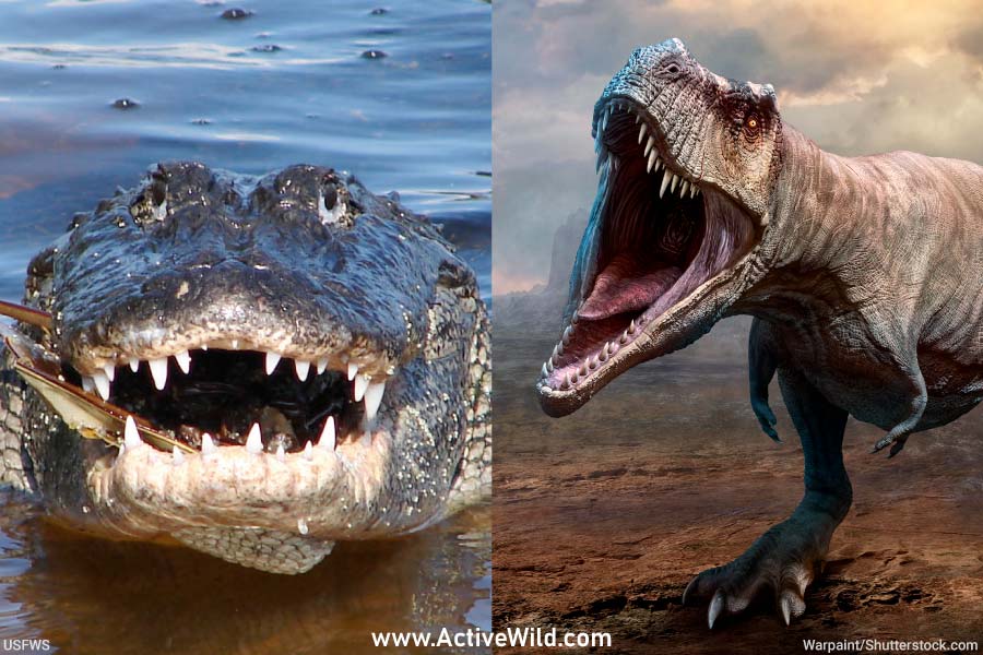 Alligator and dinosaur