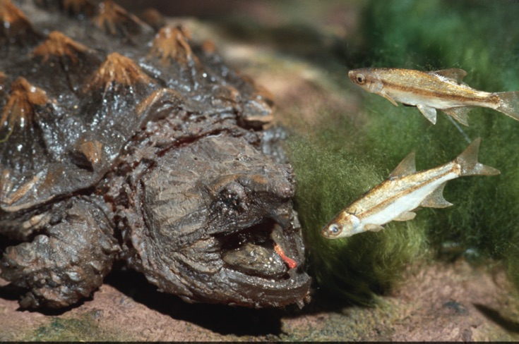 Alligator snapping turtle1