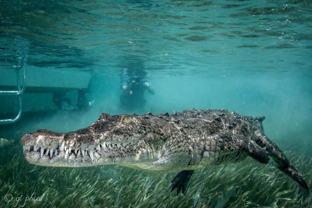 Alligator Cuba