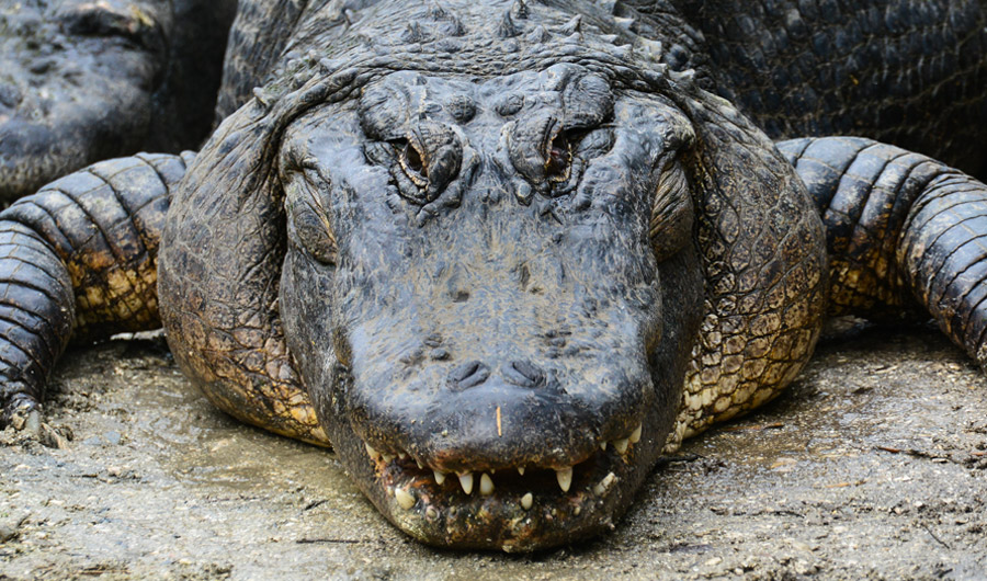Alligator topNteaser