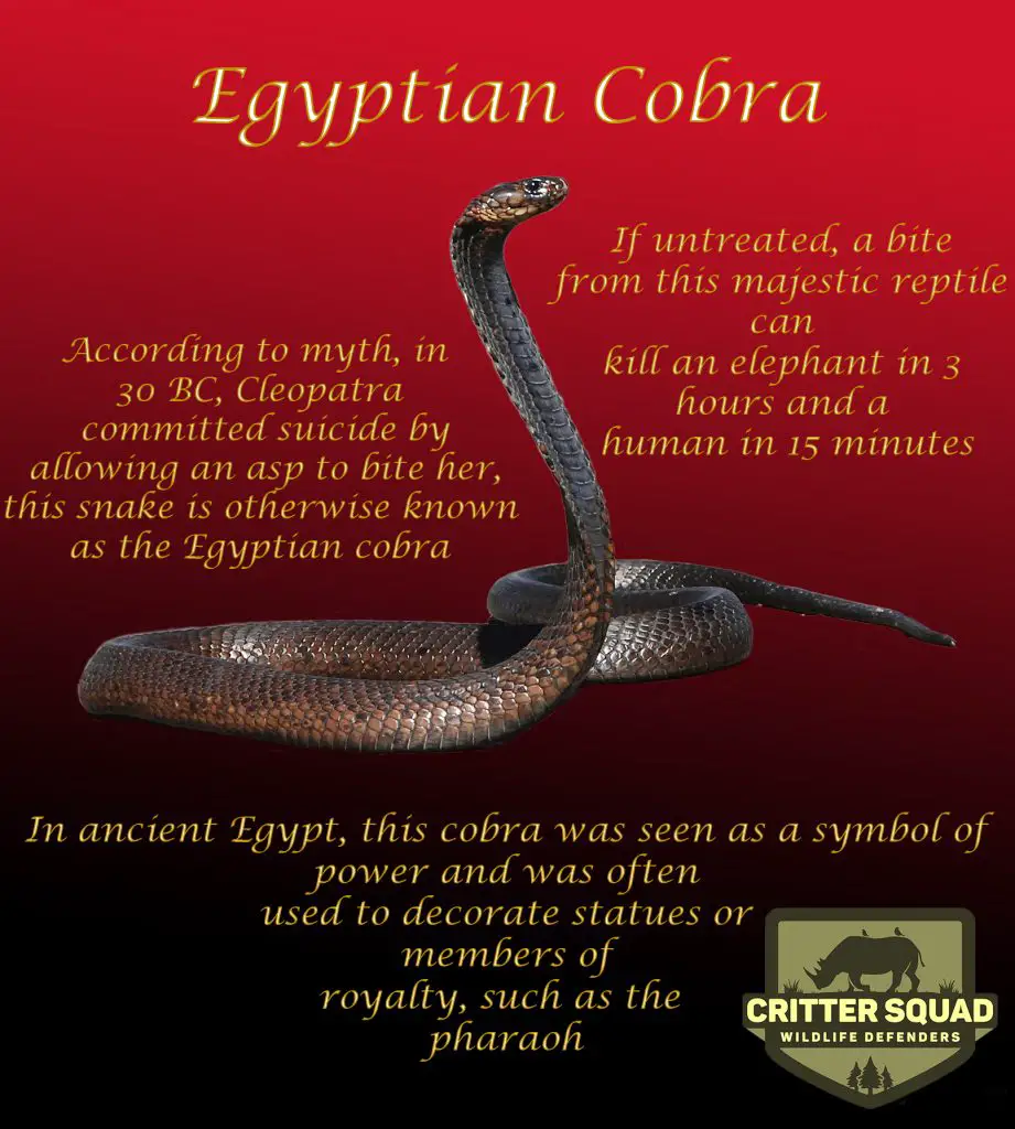 Animal of the Week Egyptian Cobra