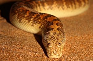 Are Arabian Sand Boas Poisonous?