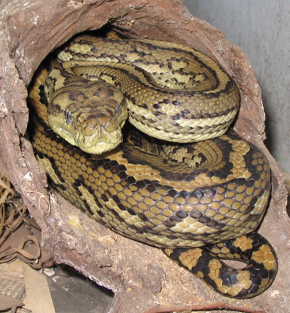 What Is A Carpet Python?