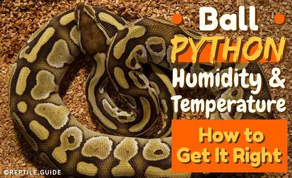 Ball Python Humidity Temperature How to Get It Right