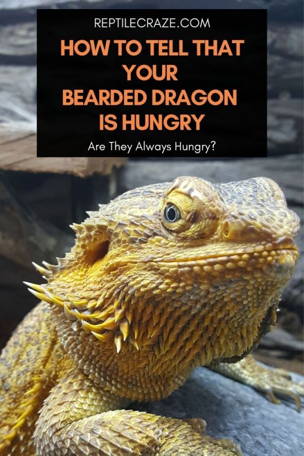 Bearded Dragon Hungry