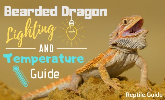 Bearded Dragon Lighting and Temperature Guide
