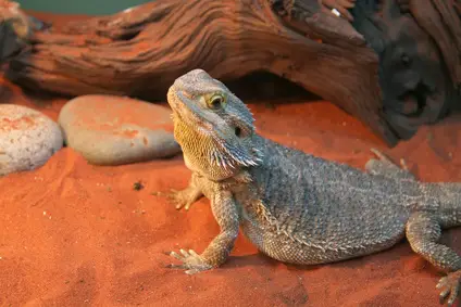 Bearded Dragon Substrate