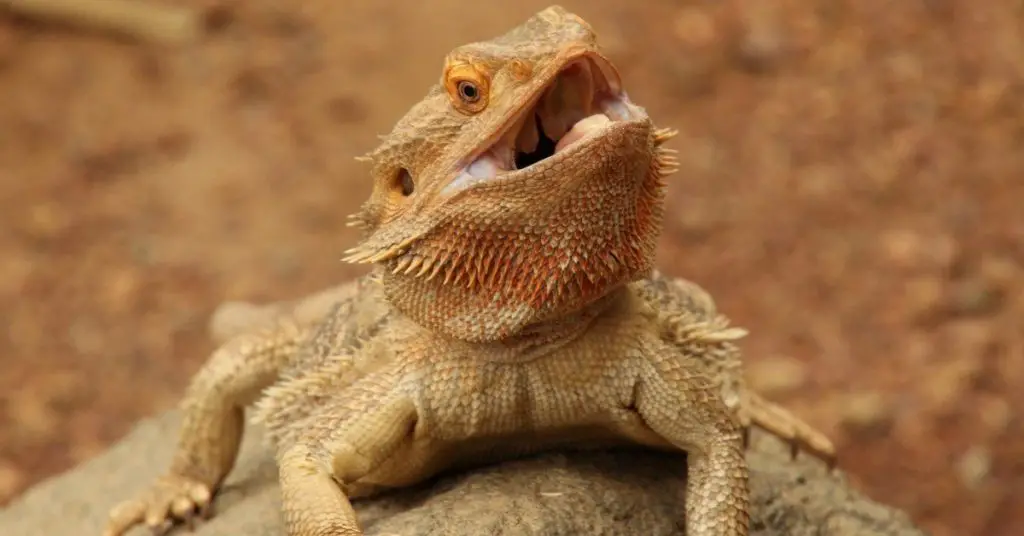 Bearded Dragon With Mouth Open