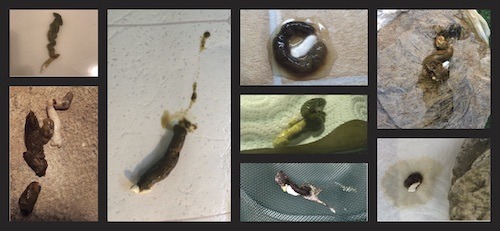 Bearded dragon healthy poop collage