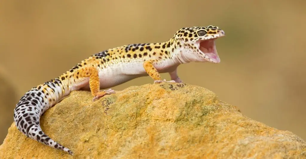 Best Animals For Kids Leopard Gecko