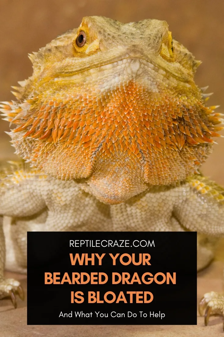 Why Is My Bearded Dragon Bloated?