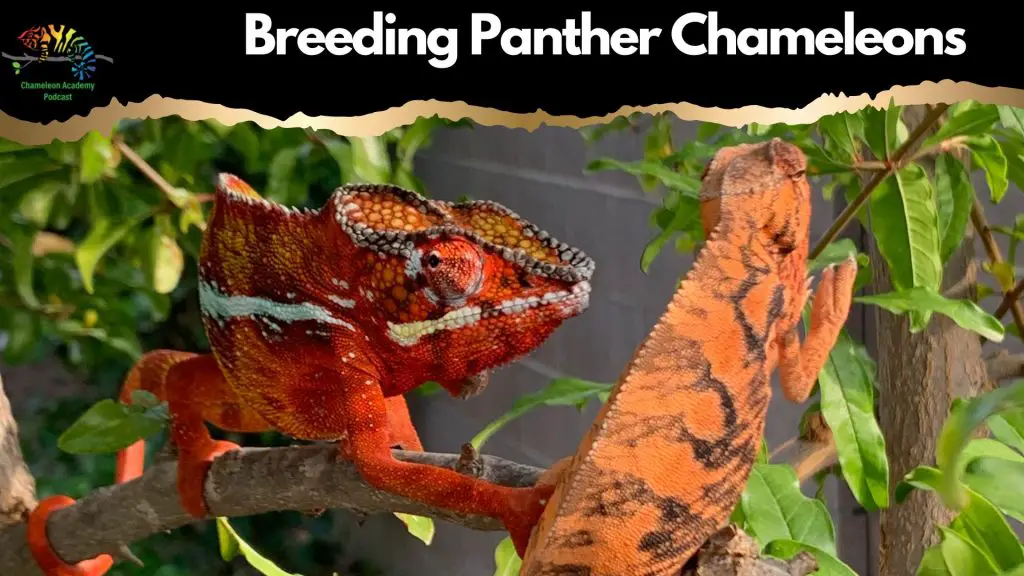 Breeding Panther Chameleons 1920 C397 1080 px
