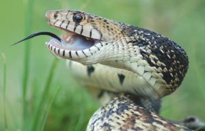 Are Bull Snakes Immune To Rattlesnake Venom?