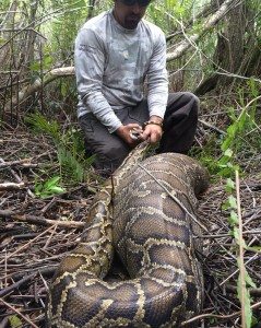Burmese python captured in Southwest Florida with large prey item 239x300 1