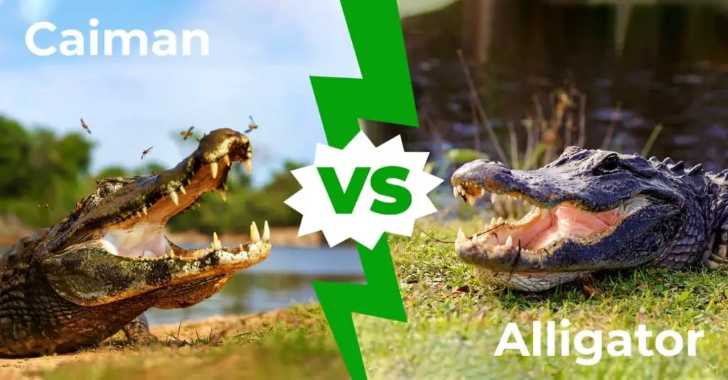 Caiman vs Alligator 1200x627 1