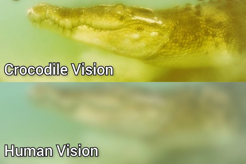 Can Alligators or Crocodiles see underwater Crocodile Vision