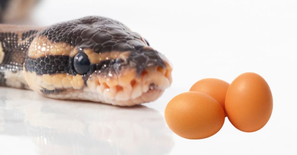 Can Ball Pythons Eat Eggs