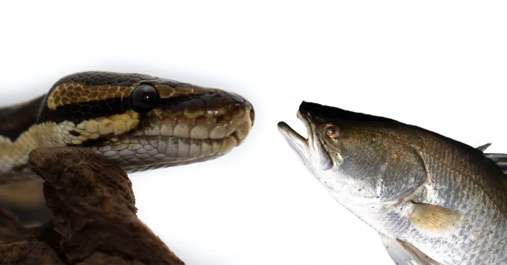 Can Ball Pythons Eat Fish