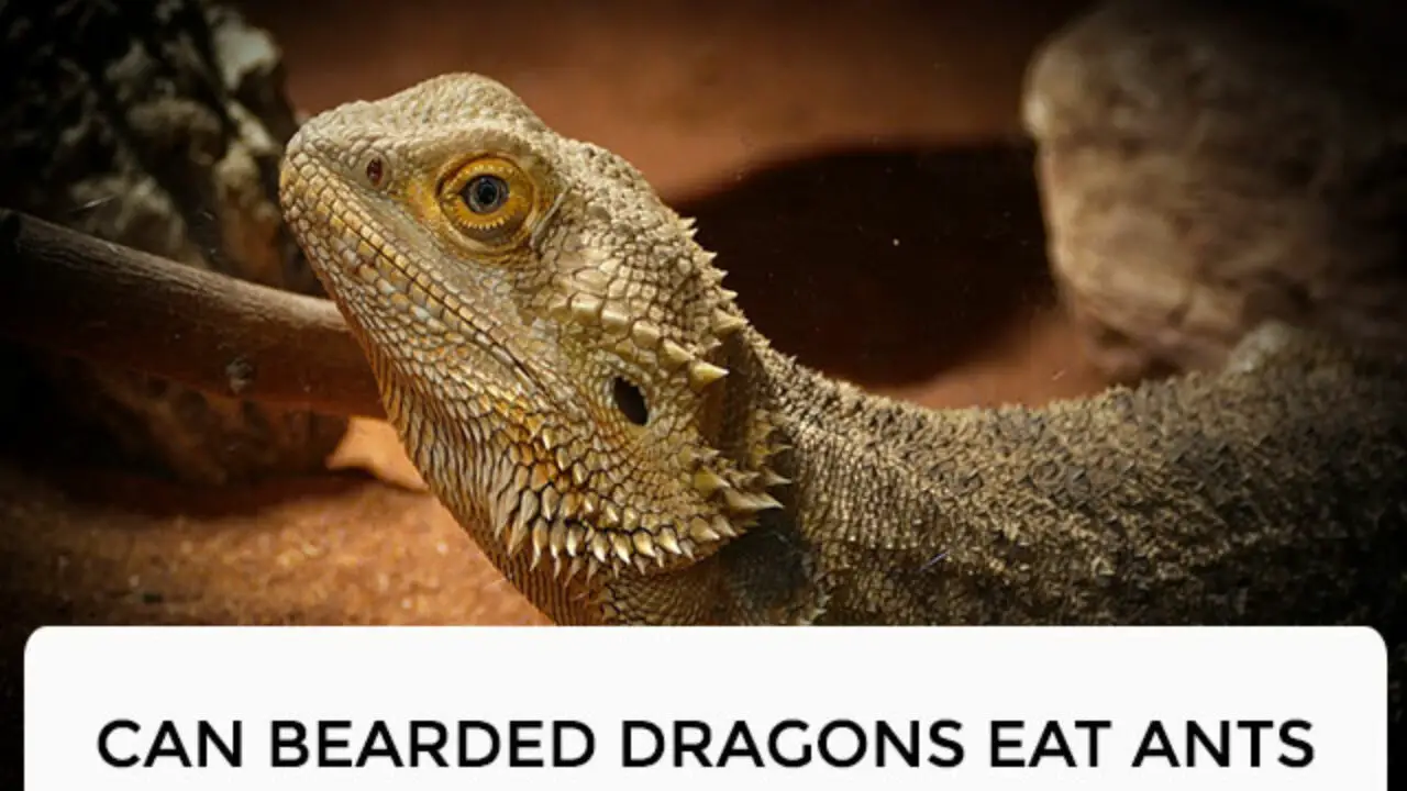 Can Bearded Dragons Eat Ants?