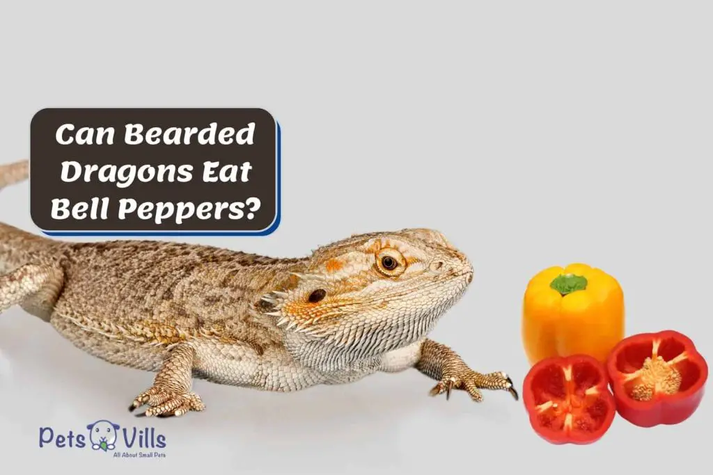 Can Bearded Dragons Eat Bell Peppers 1