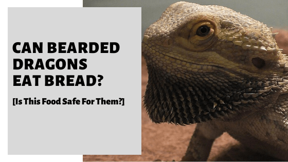 Can Bearded Dragons Eat Bread Is This Food Safe For Them