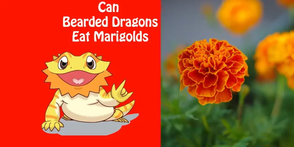 Can Bearded Dragons Eat Marigolds