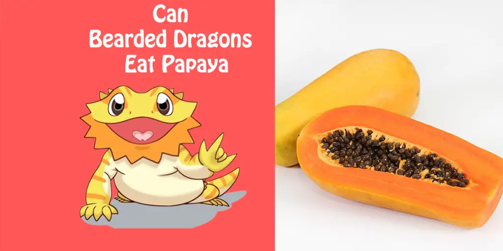 Can Bearded Dragons Eat Papaya 1